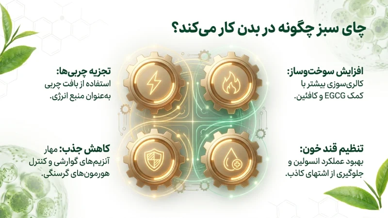 چای سبز چگونه به لاغری کمک می‌کند؟