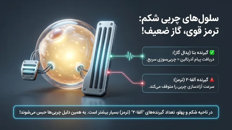 چرا ساختار سلول‌های چربی باعث آب نشدن چربی شکم و پهلو می‌شود؟