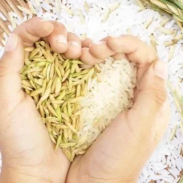 برنج بعد از عمل اسلیو معده